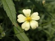 Rough Cinquefoil