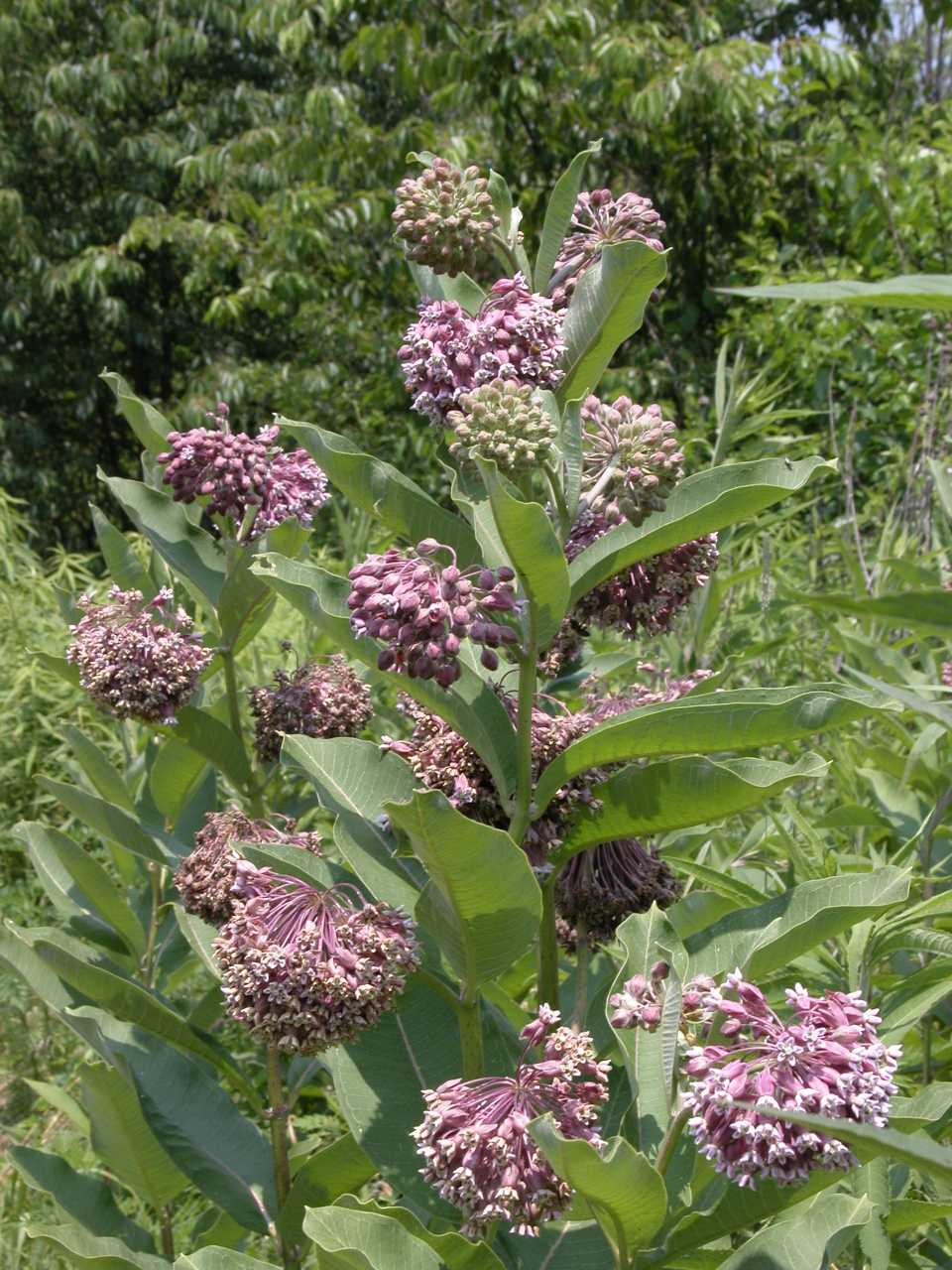 Common Milkweed