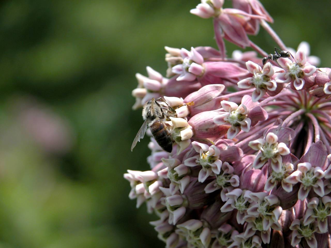 Honeybee on Common Milkweed