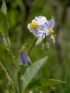 Horse Nettle