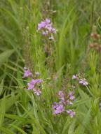 Winged Loosestrife