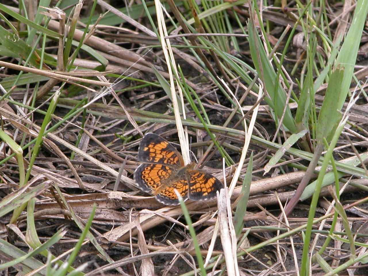 Pearl Crescent Butterfly