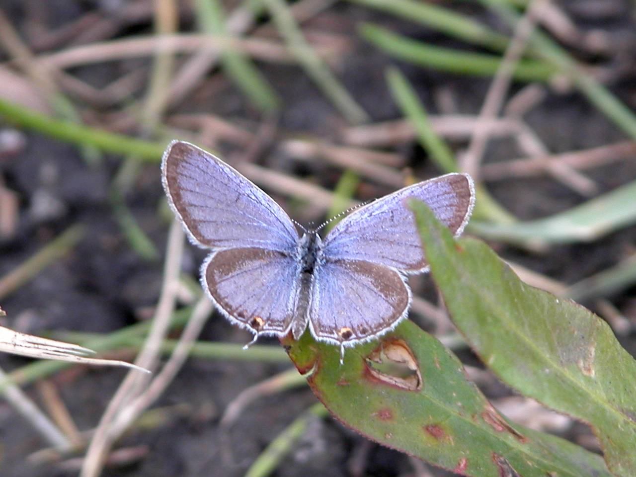 Eastern Tailed-Blue Butterfly