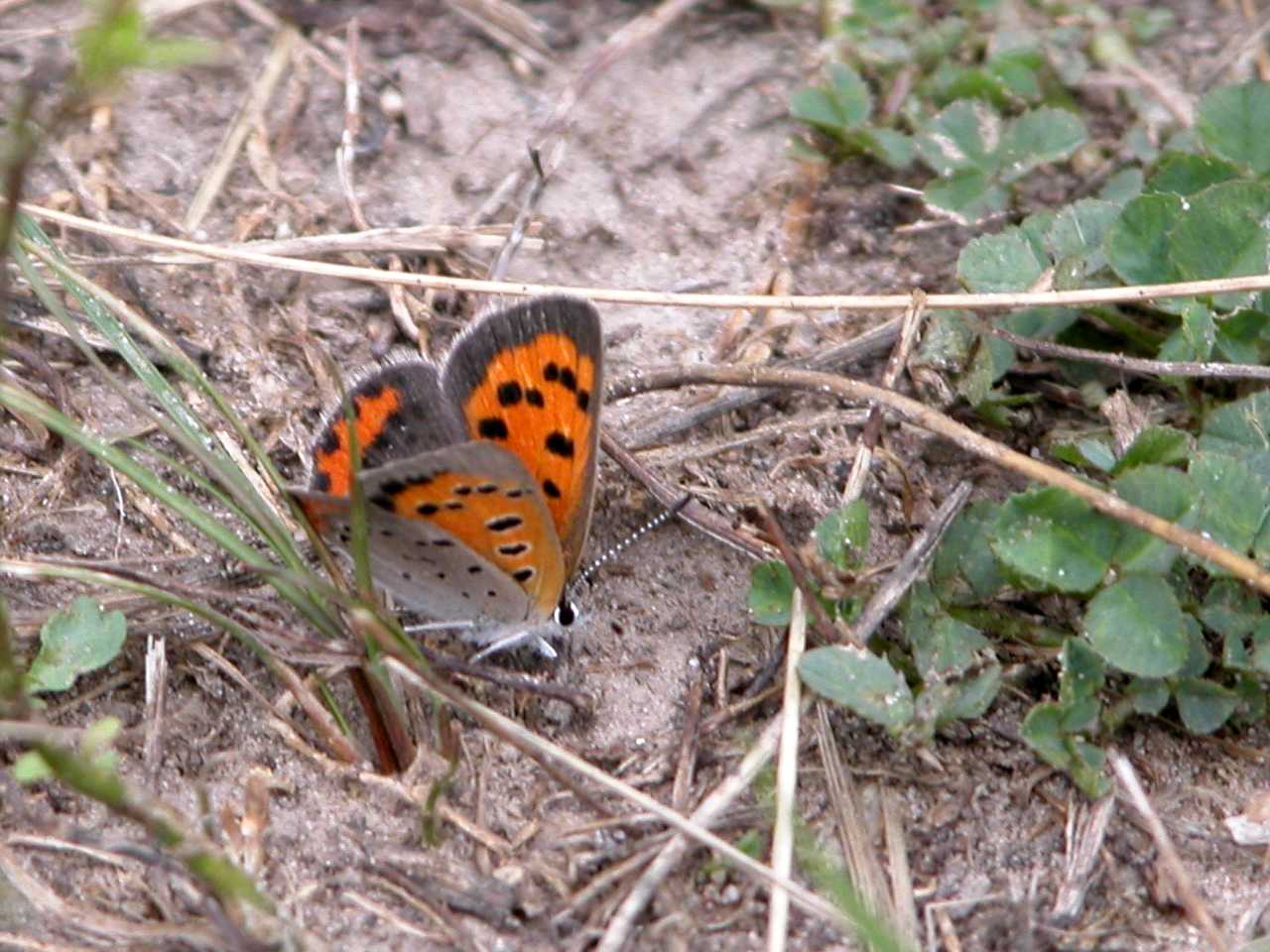 Bronze Copper Butterfly