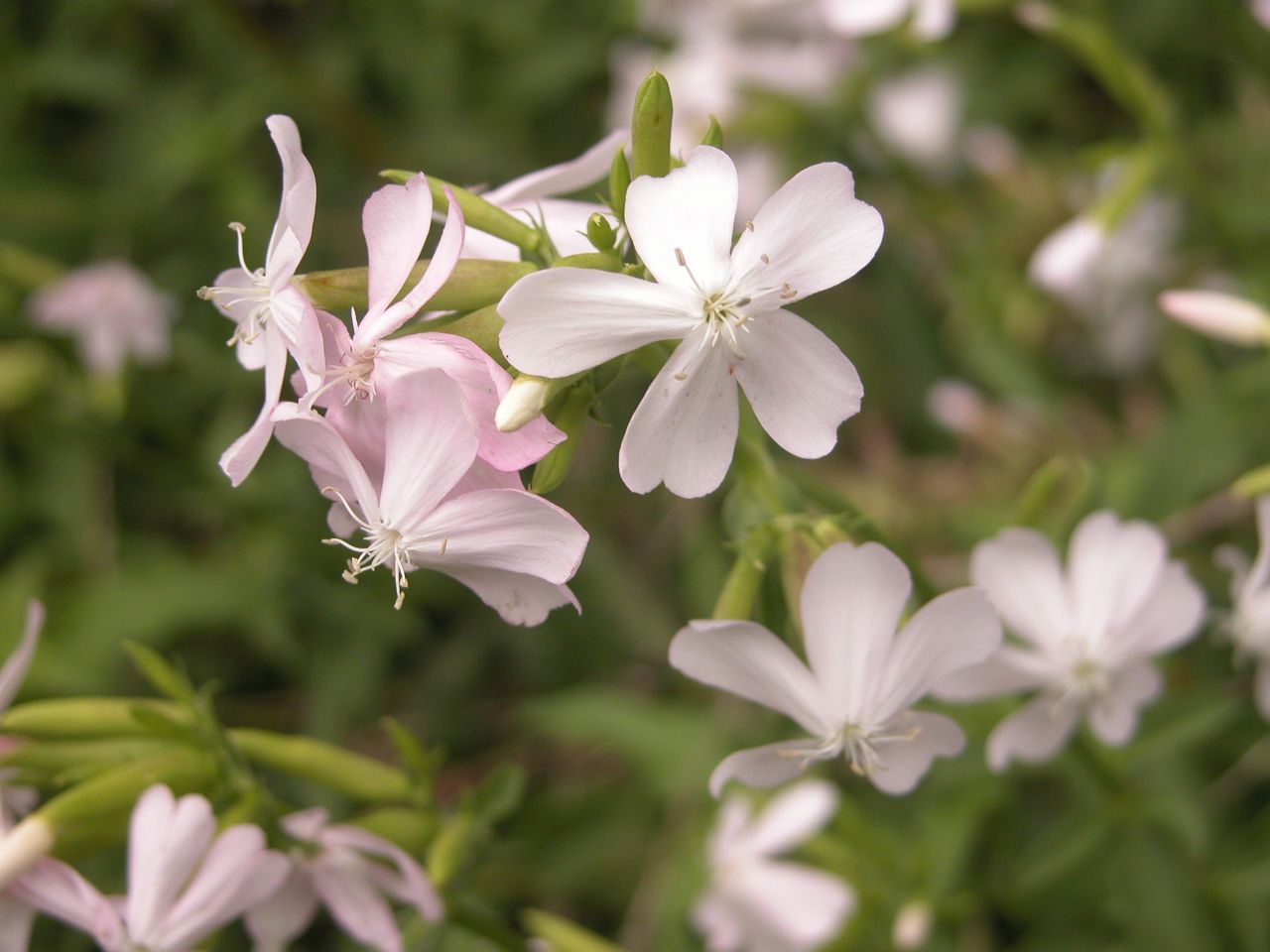 Soapwort