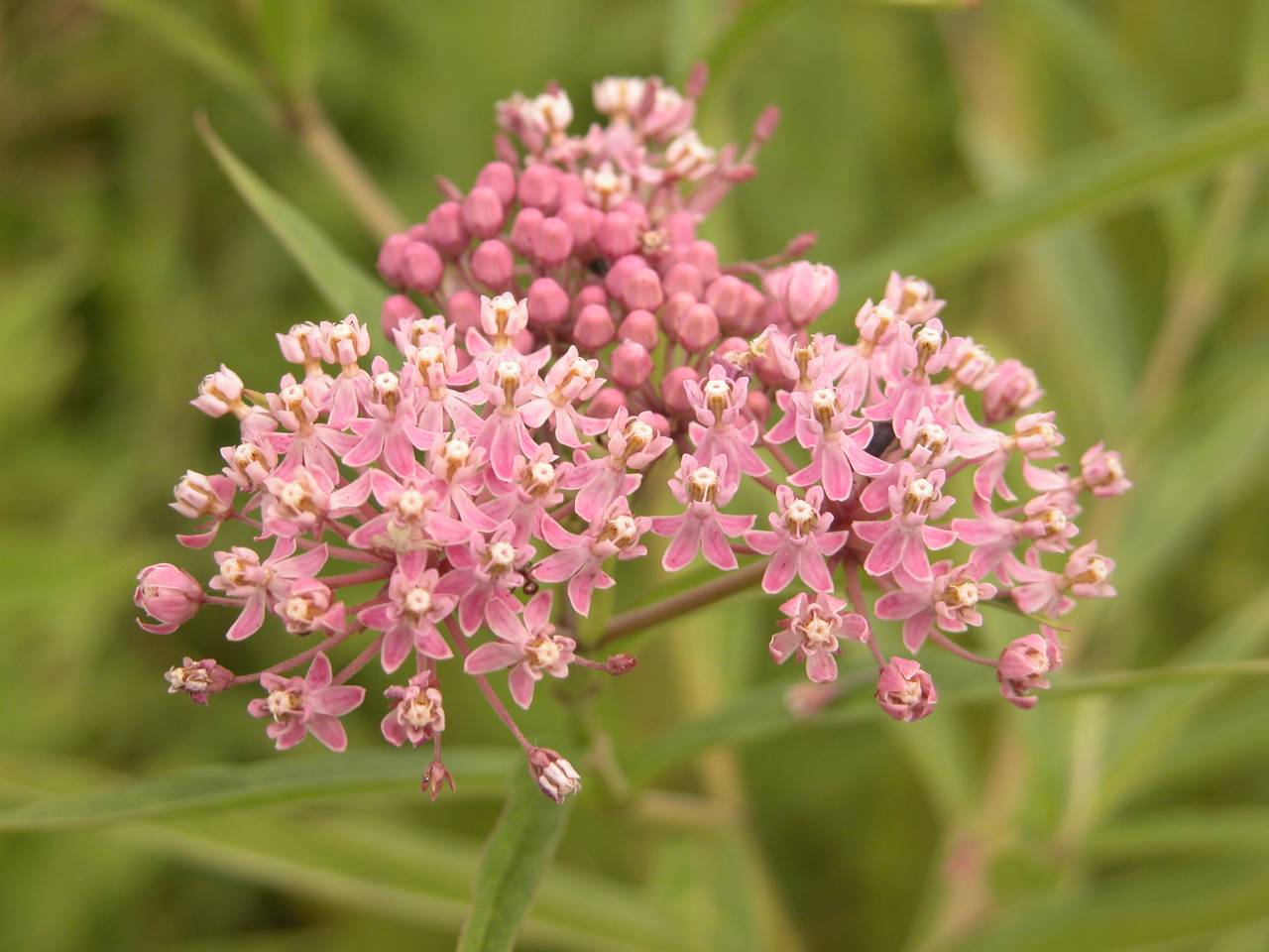 Swamp milkweed