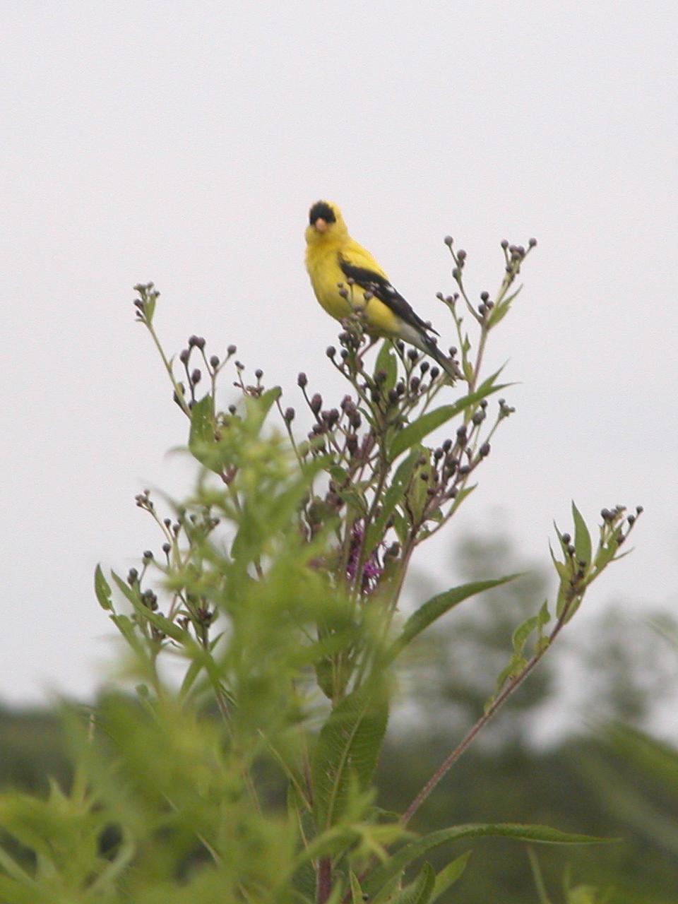 American goldfinch