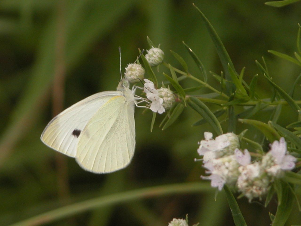 Cabbage white butterfly