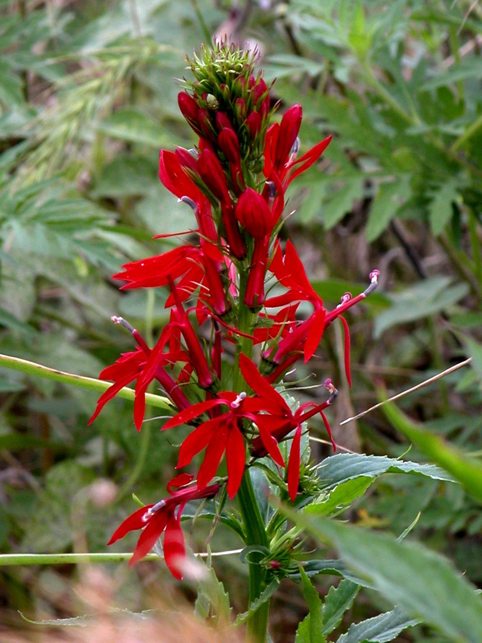 Cardinal Flower