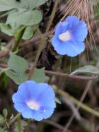 Ivy-Leaved Morning Glory