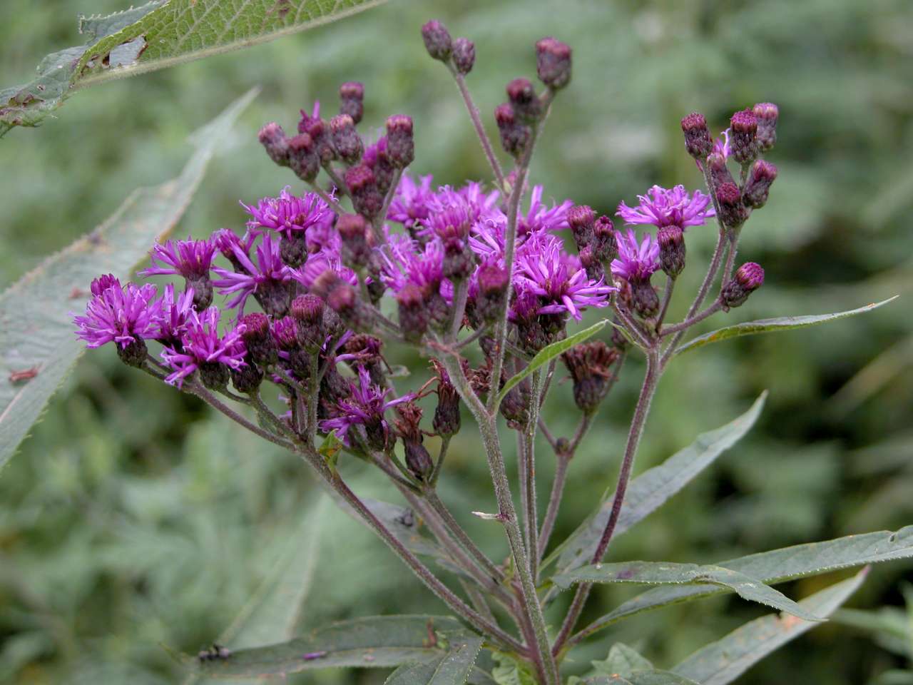 Missouri Ironweed