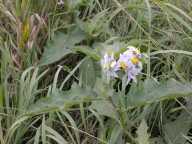 Horse Nettle