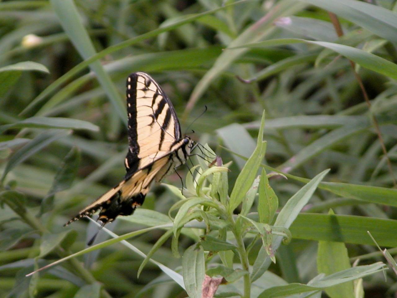 Eastern Tiger Swallowtail