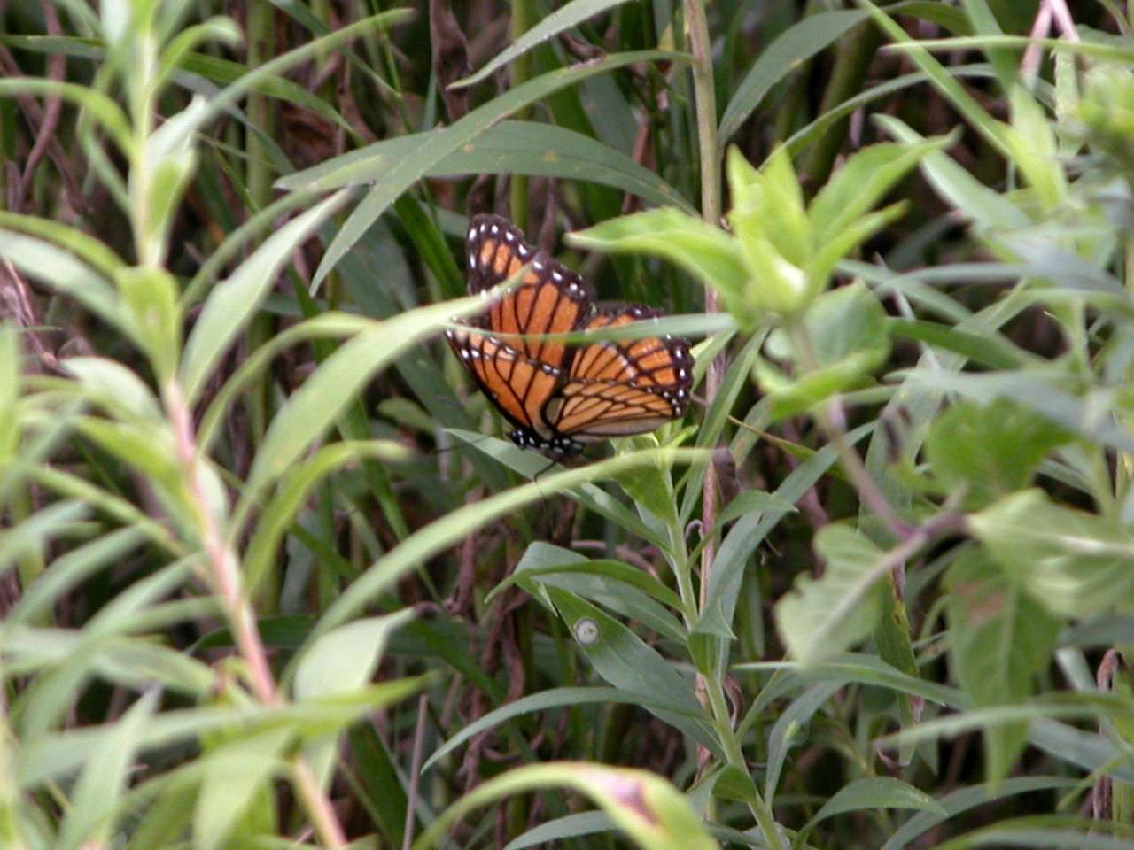 Viceroy Butterfly