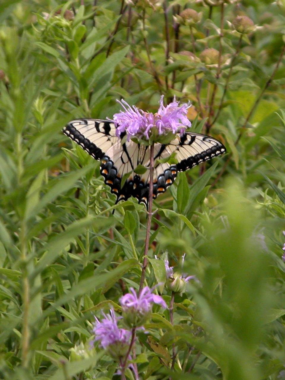 Eastern Tiger Swallowtail on Wild Bergamot