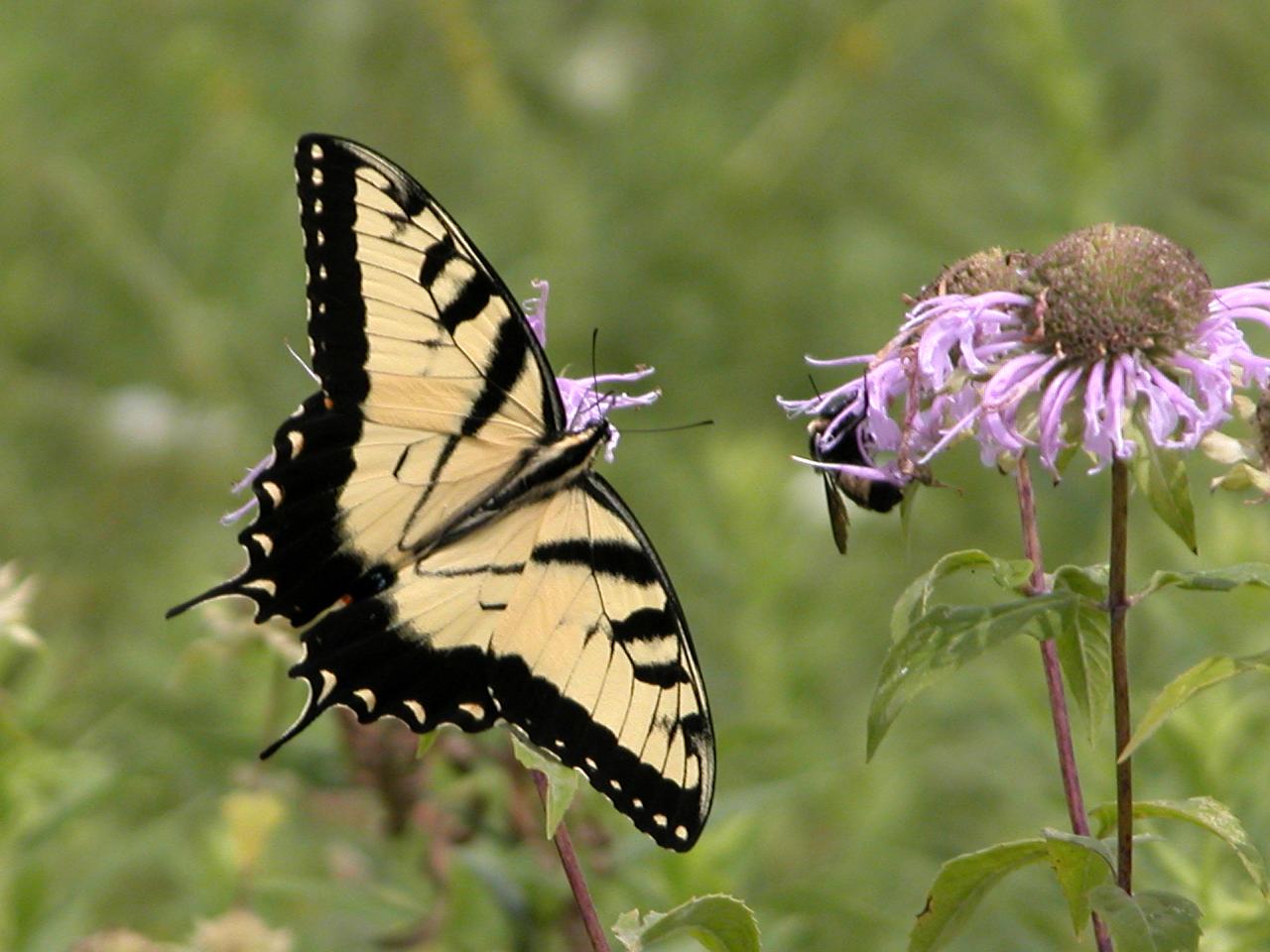 Eastern Tiger Swallowtail on Wild Bergamot