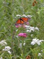 Monarch on Swamp Milkweed