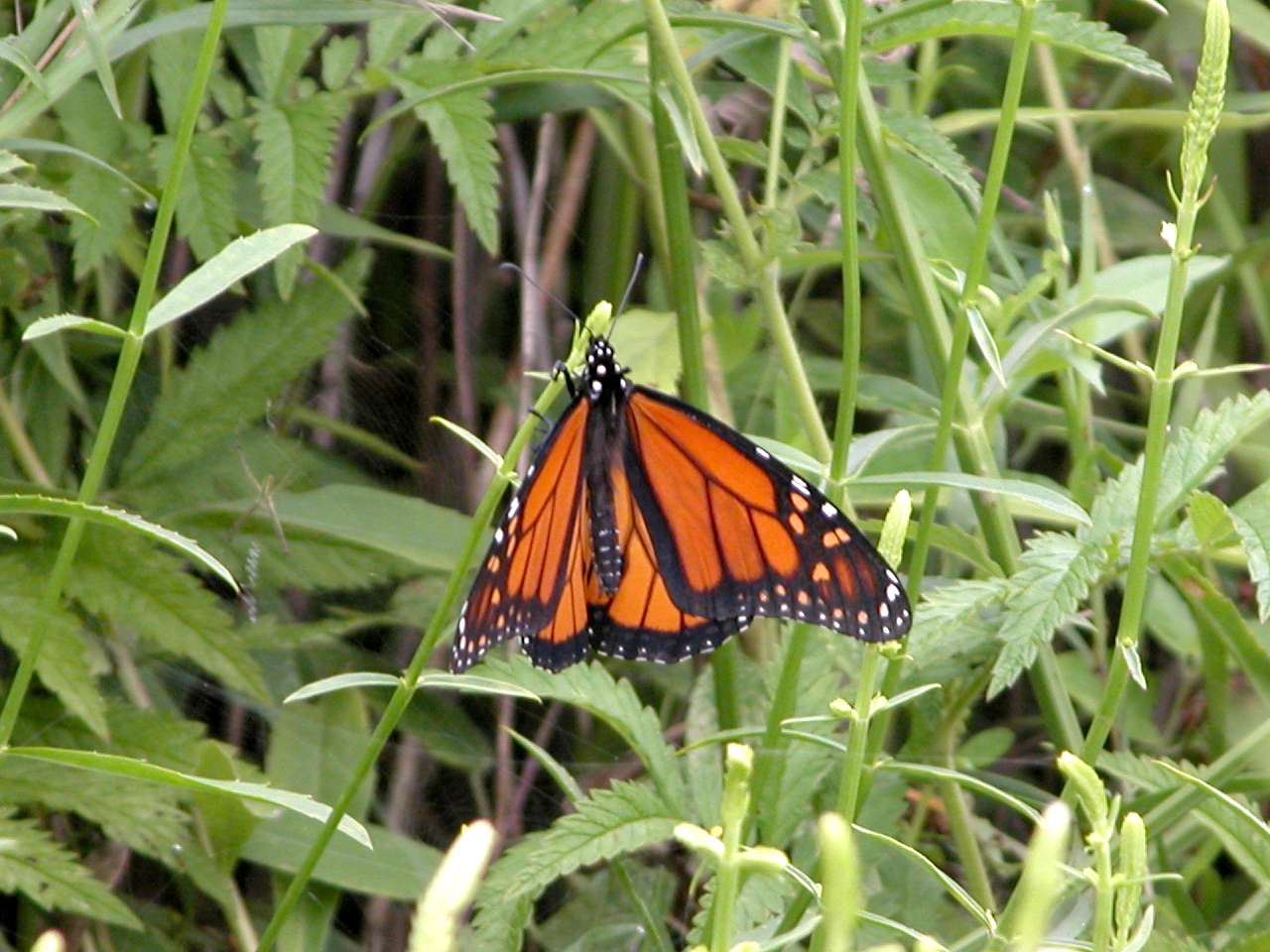 Monarch Butterfly