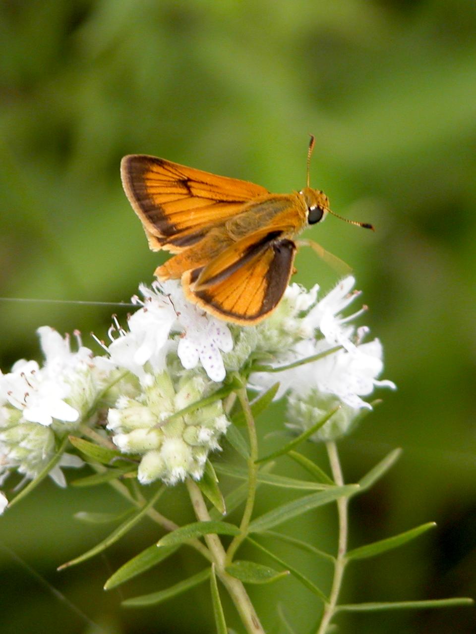 Delaware Skipper Butterfly