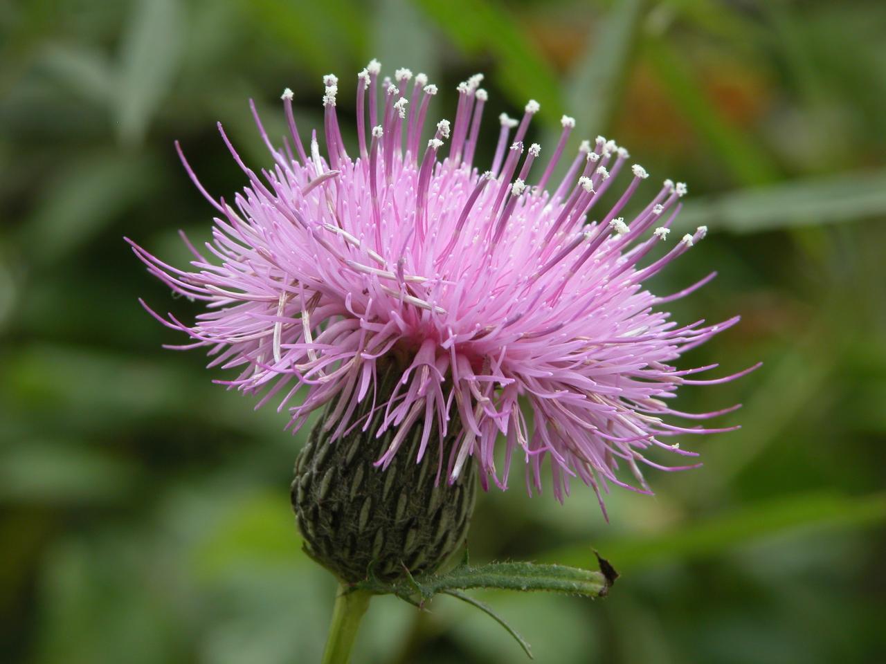 Swamp Thistle