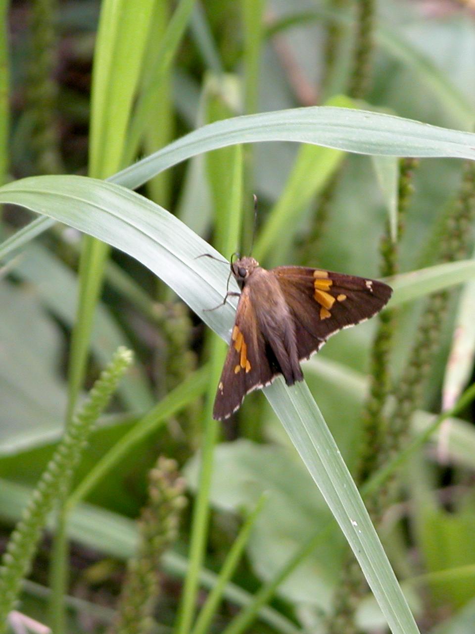 Silver-Spotted Skipper Butterfly