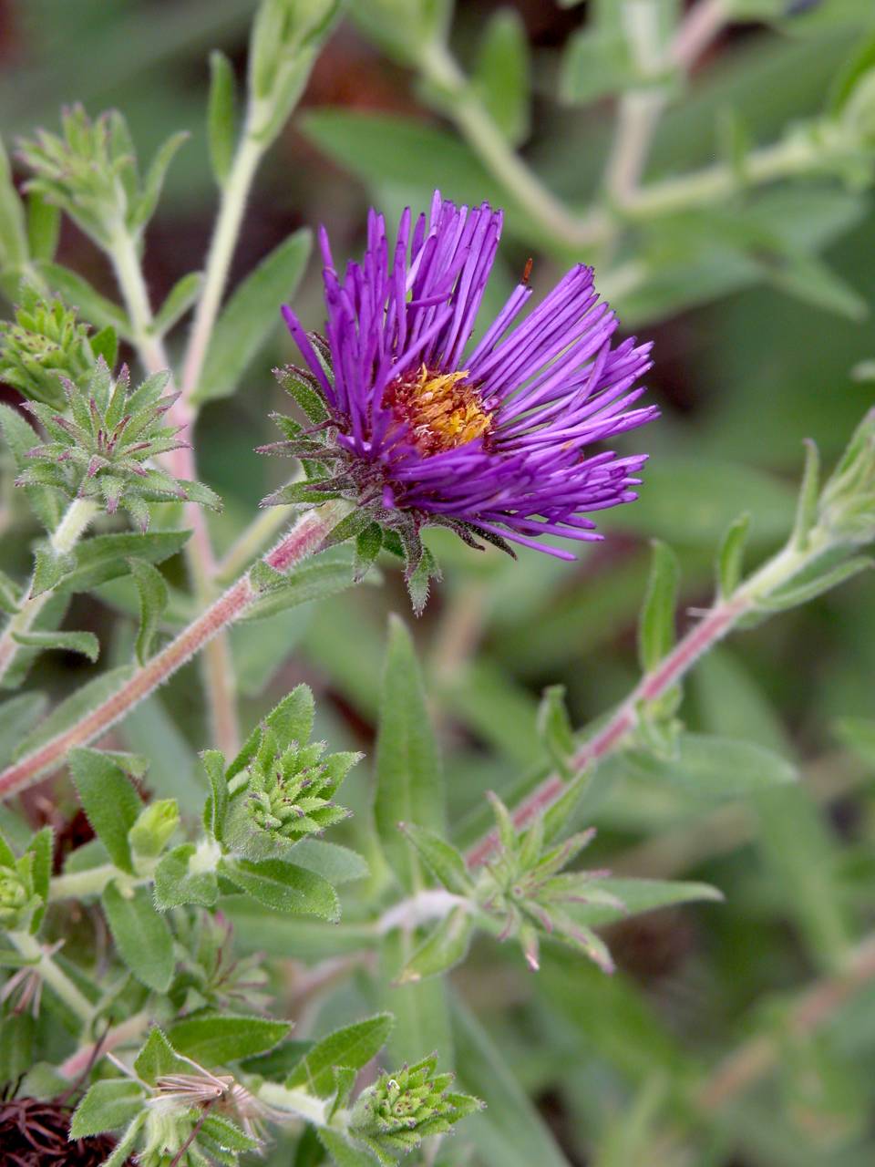 New England Aster