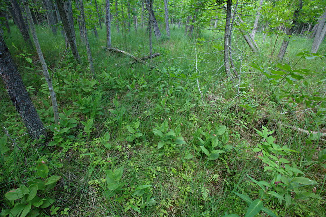 Showy Lady's Slipper