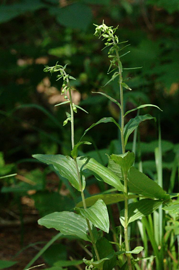 Broad-Leaved Helleborine