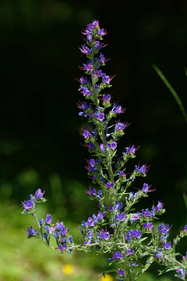 Viper's Bugloss