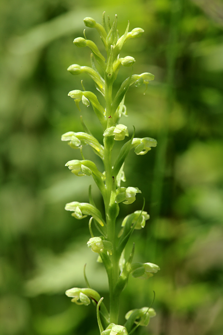 Northern Tubercled Orchid