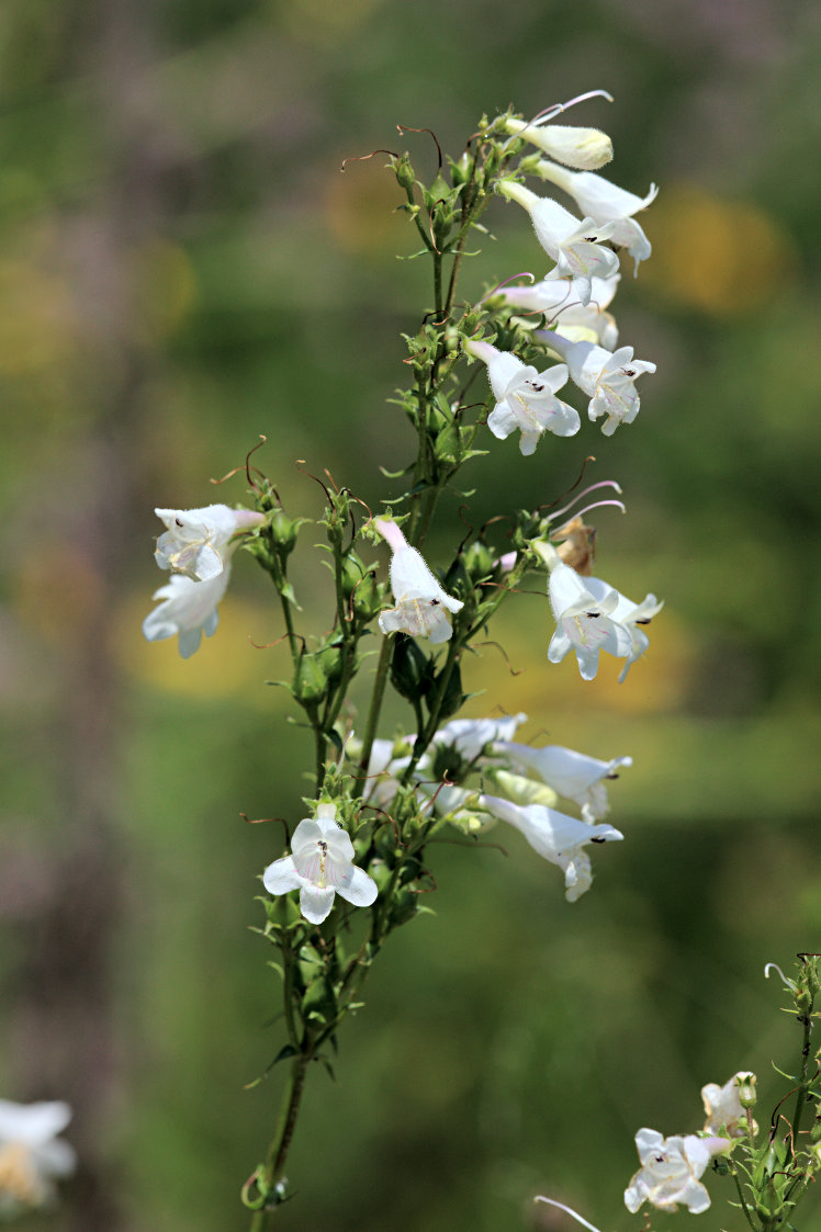 Tall Beardtongue