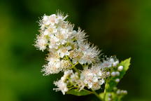 Meadowsweet