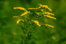 Canada Goldenrod