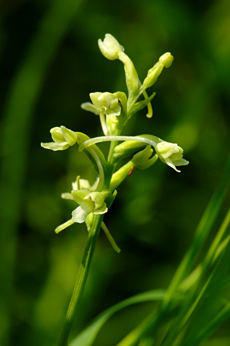 Little Club-Spur Orchis