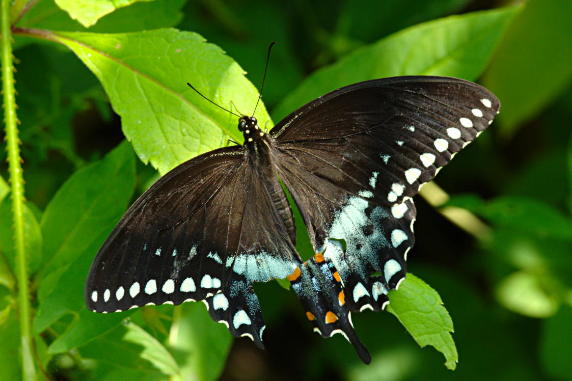 Eastern Tiger Swallowtail