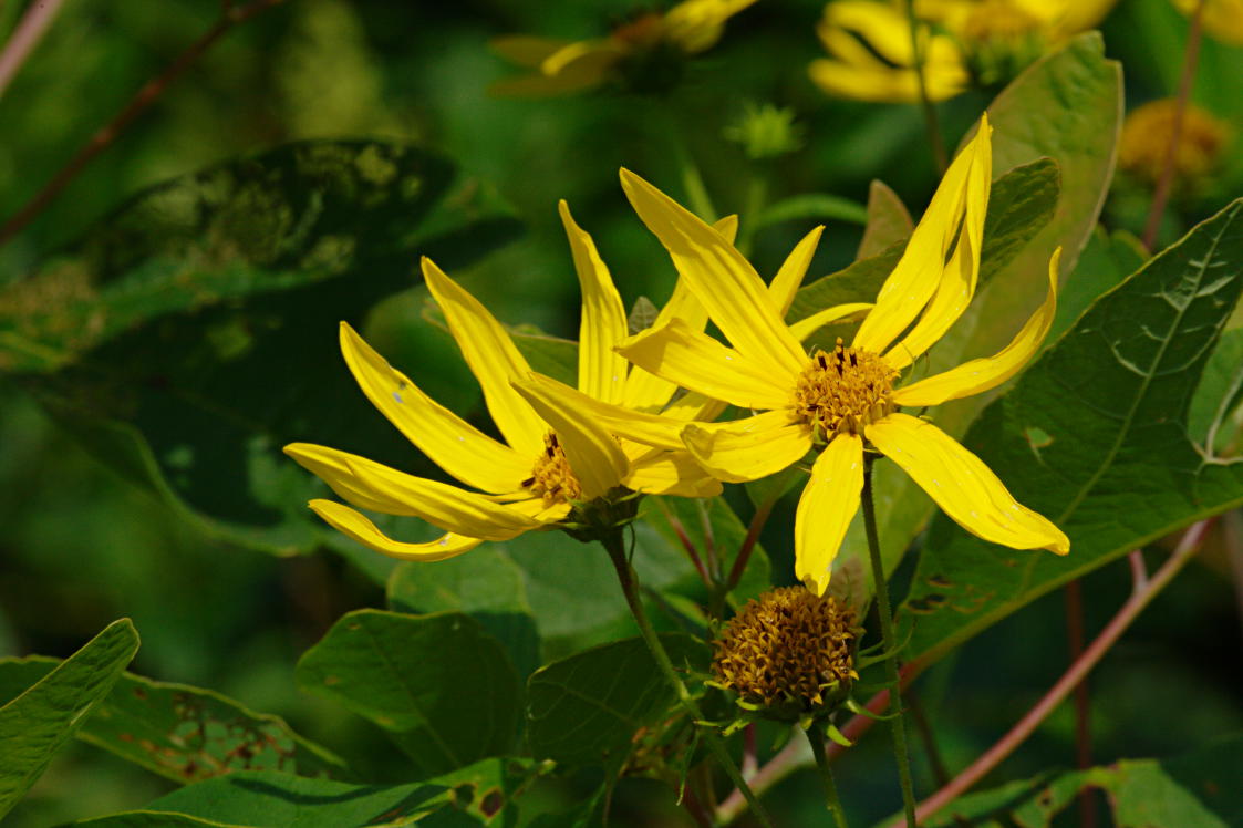 Jerusalem Artichoke