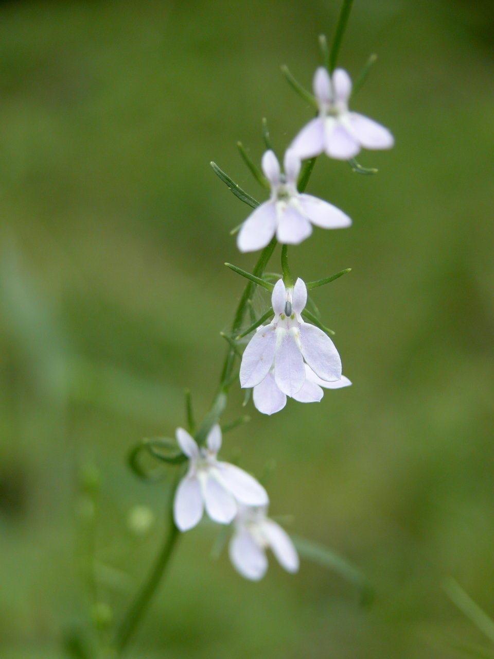 Nuttall's Lobelia