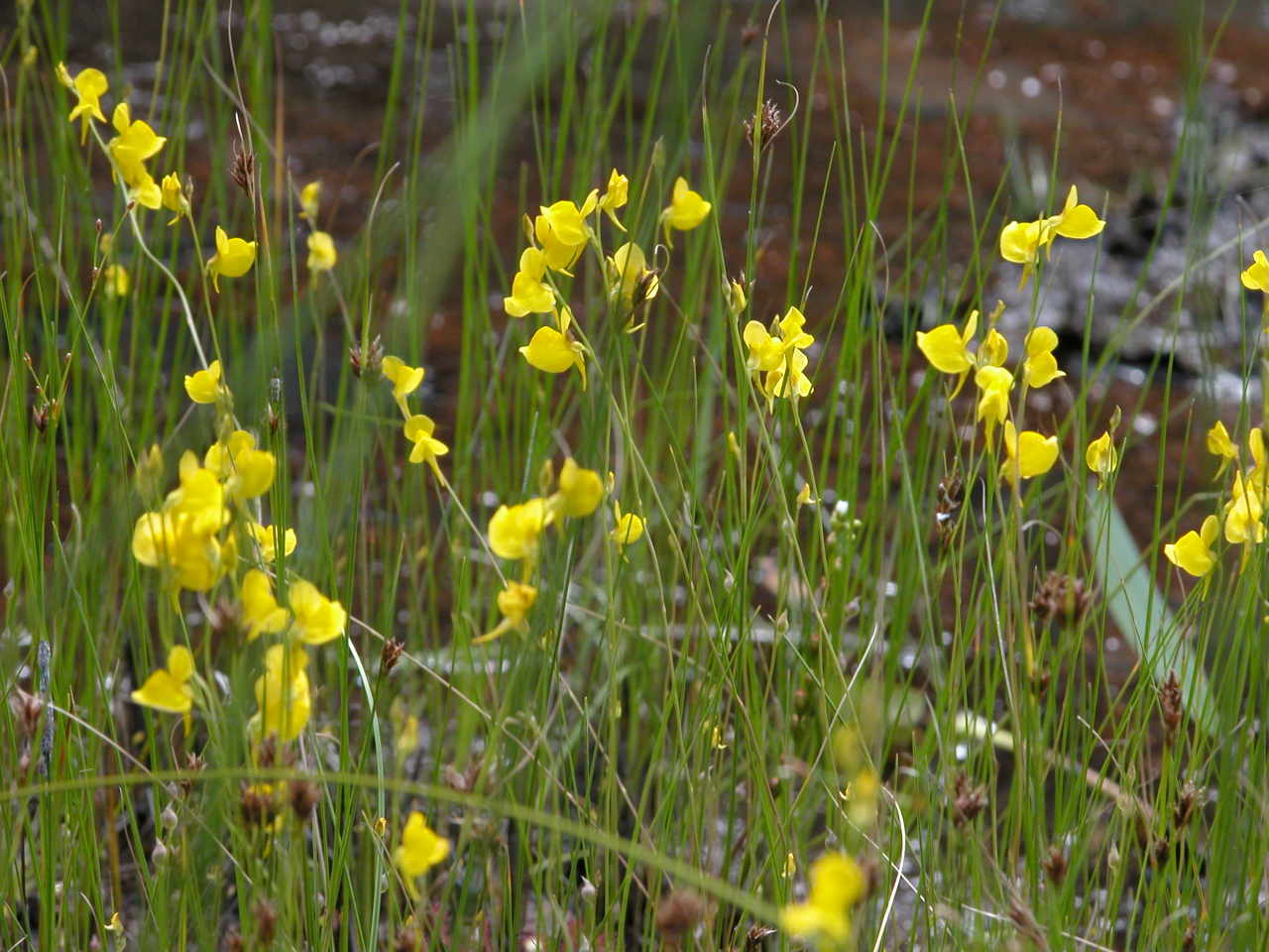 Horned Bladderwort