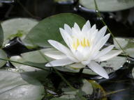 Common Water Lily