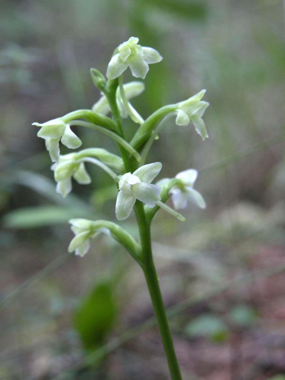 Little Club-Spur Orchis