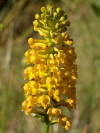 Yellow Fringeless Orchis