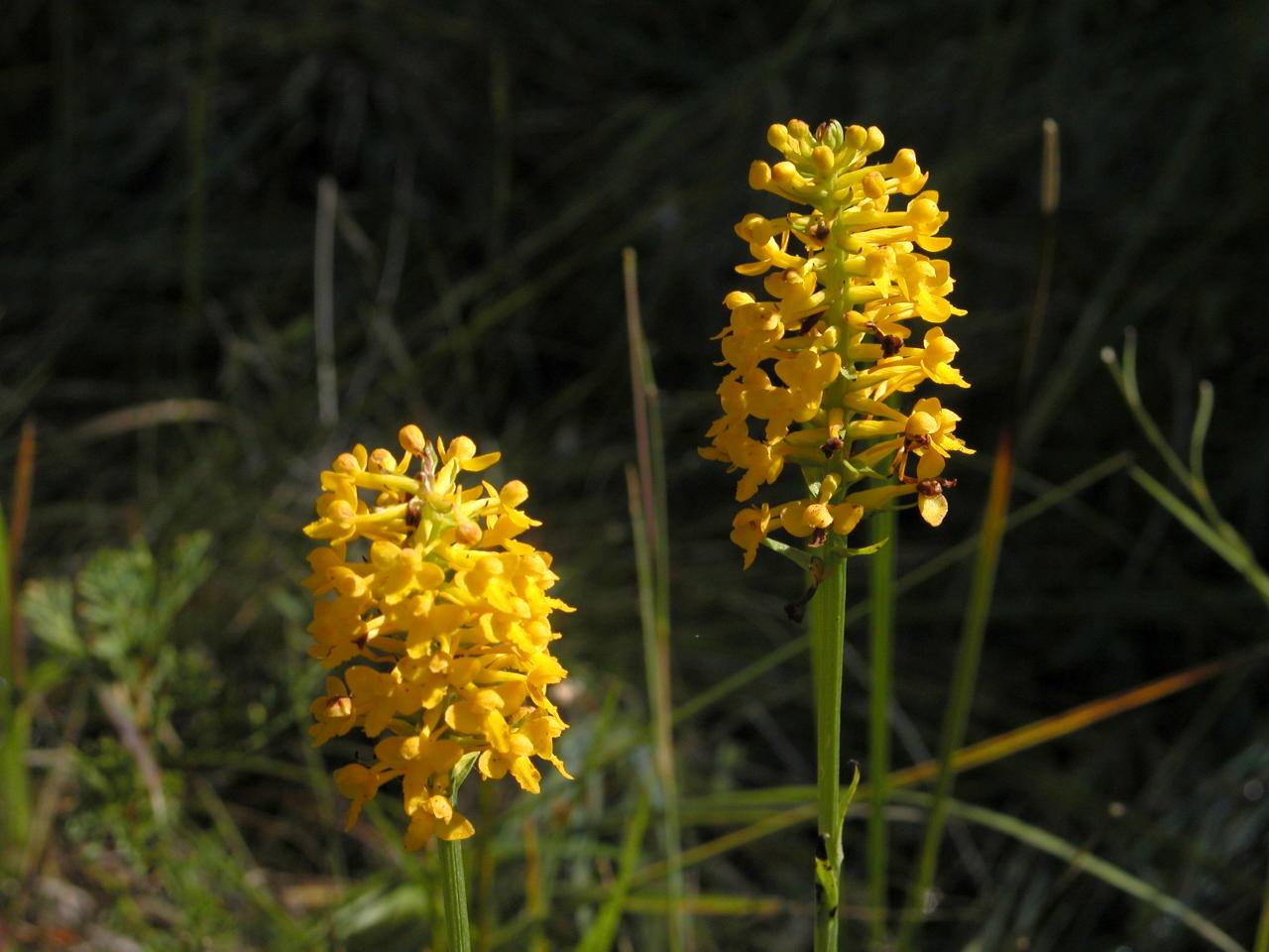 Yellow Fringeless Orchis