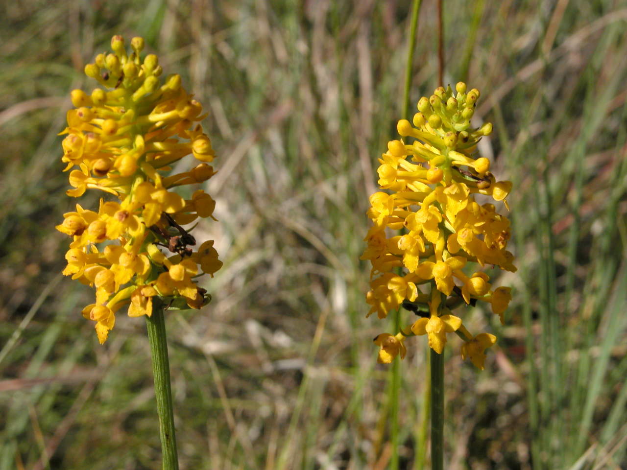 Yellow Fringeless Orchis