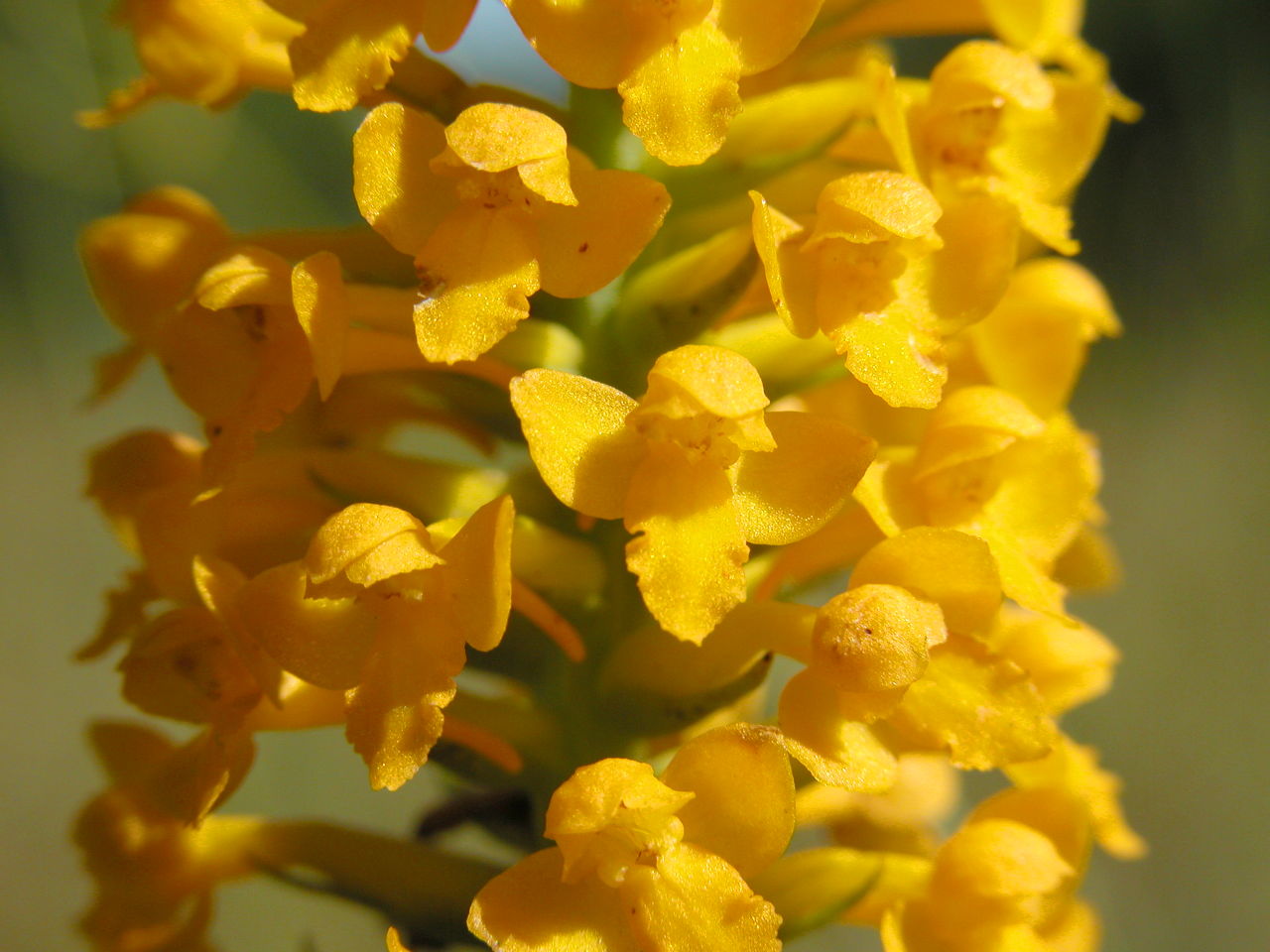 Yellow Fringeless Orchis