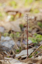 Southern Twayblade