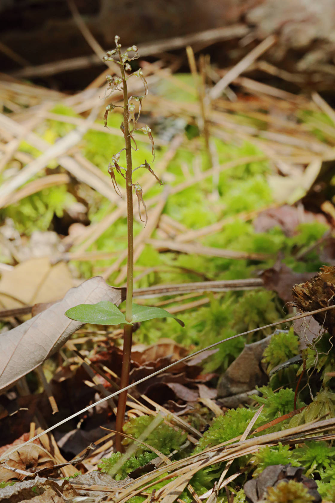 Southern Twayblade