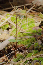 Southern Twayblade