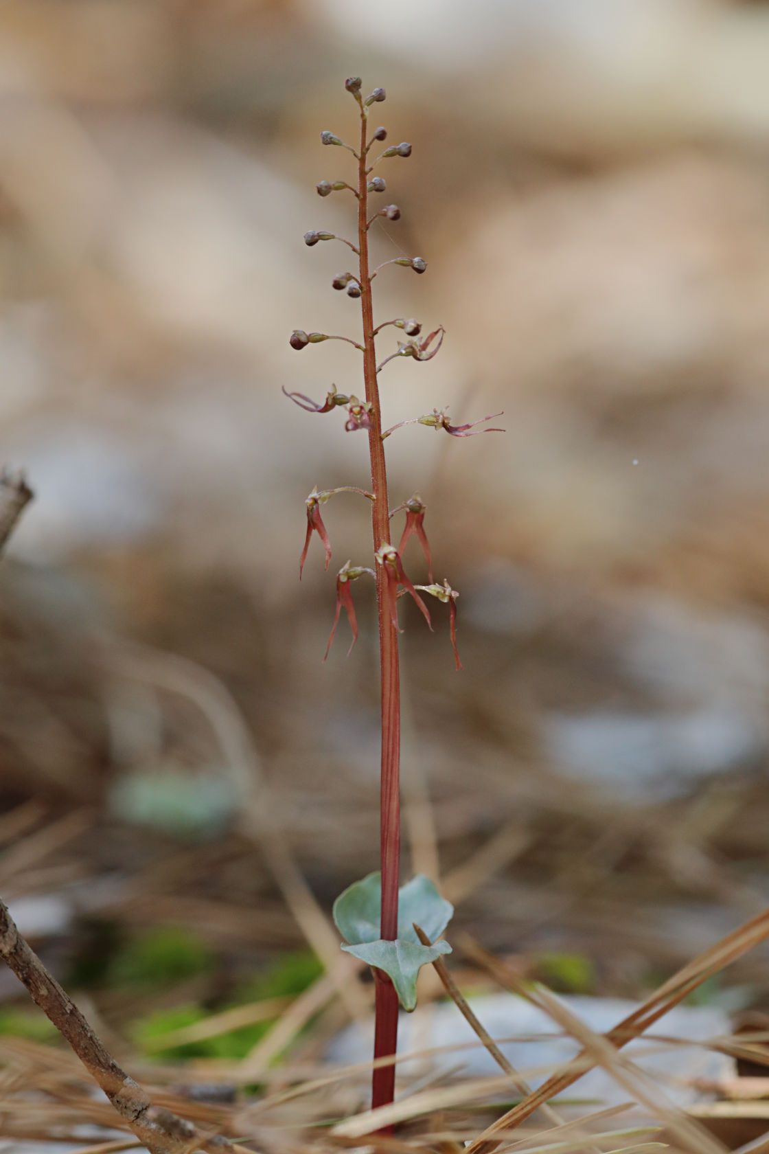 Southern Twayblade