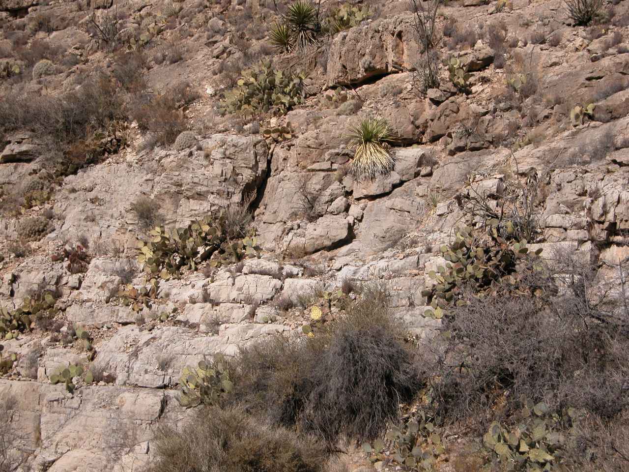 Cacti and Yucca