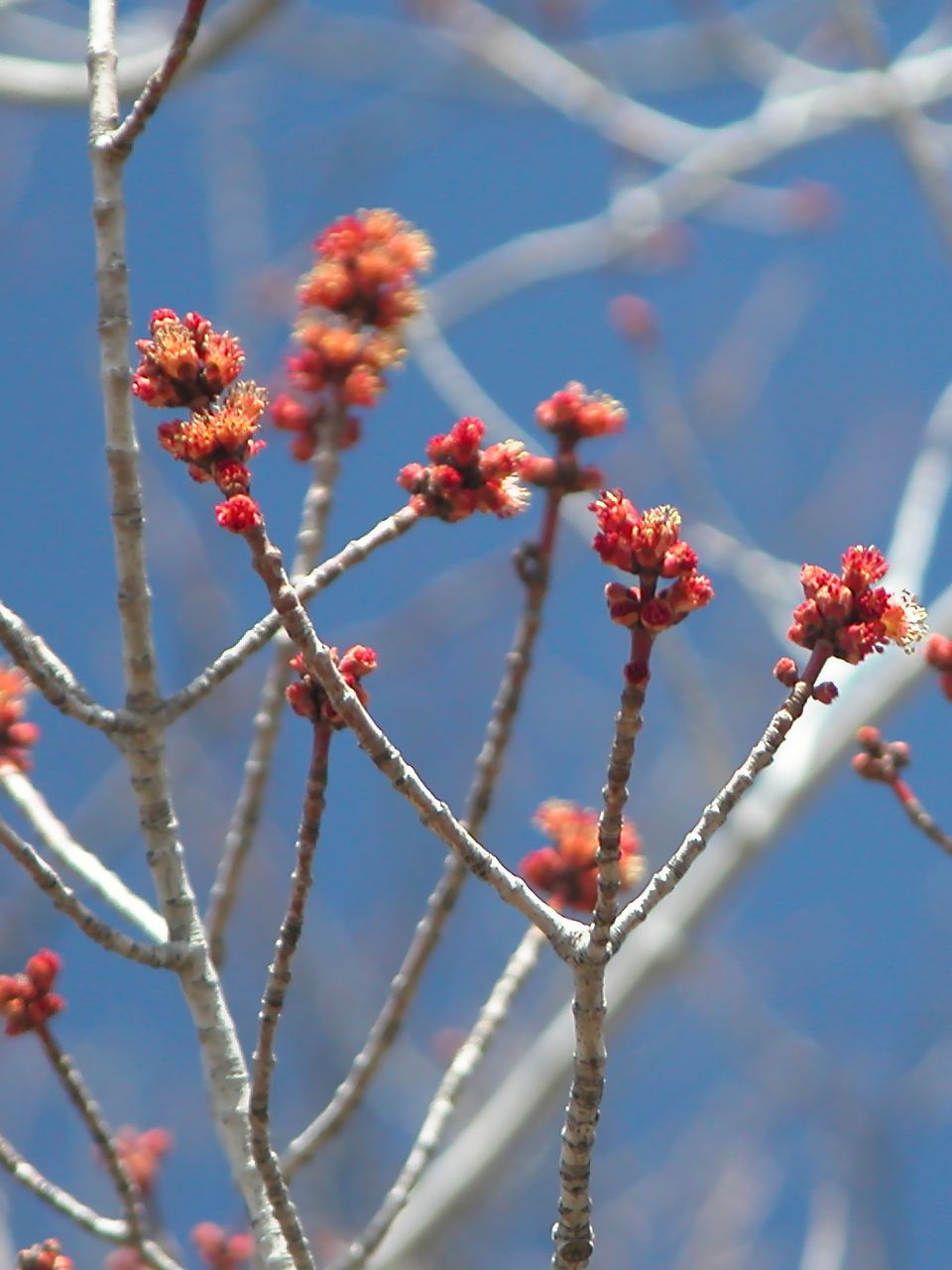 Maple Tree in Bloom